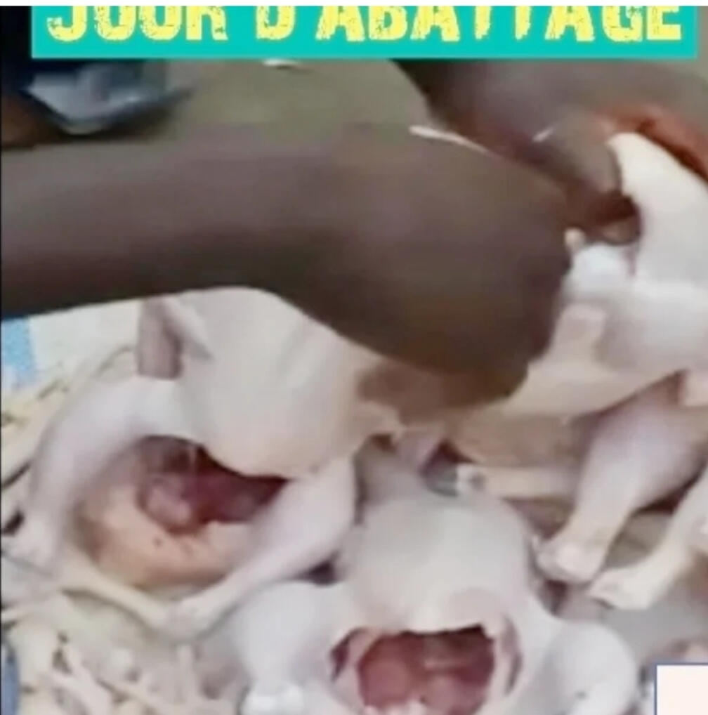 Abattage